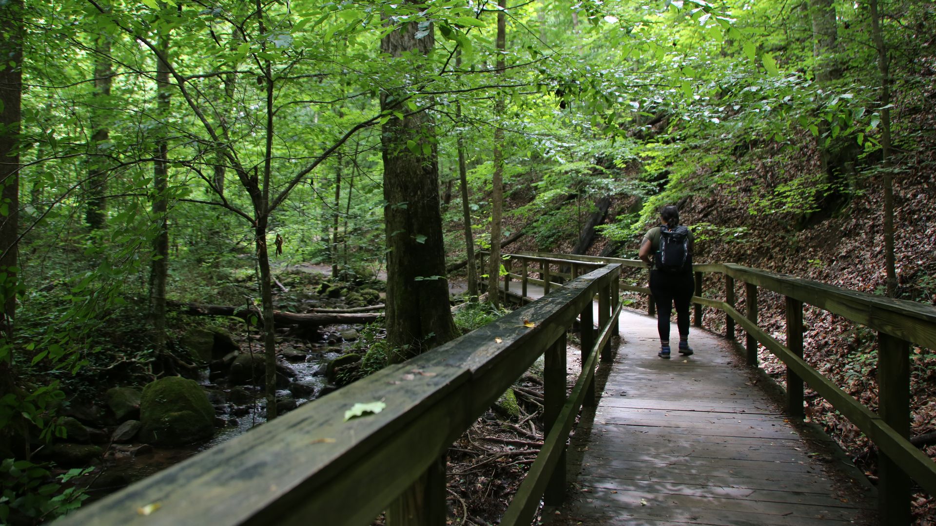 A person walks on a boardwalk in a dense and verdant forest