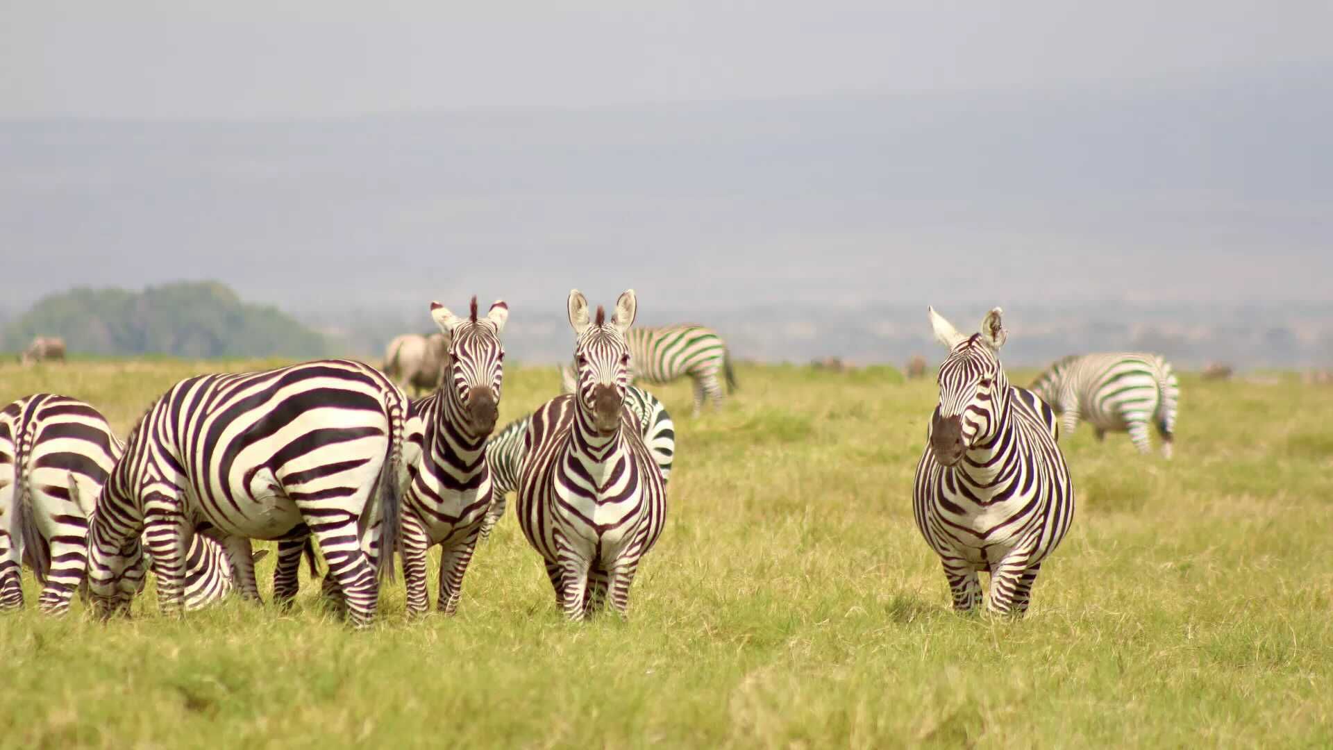 Zebras stand in the savannah.