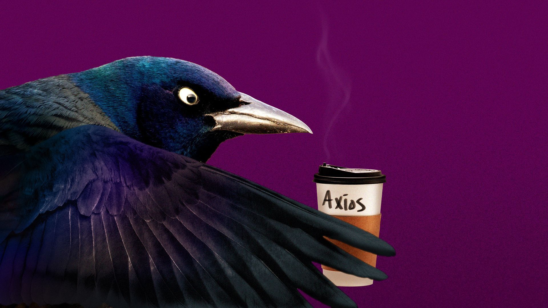 Illustration of a grackle holding a to go cup of coffee.