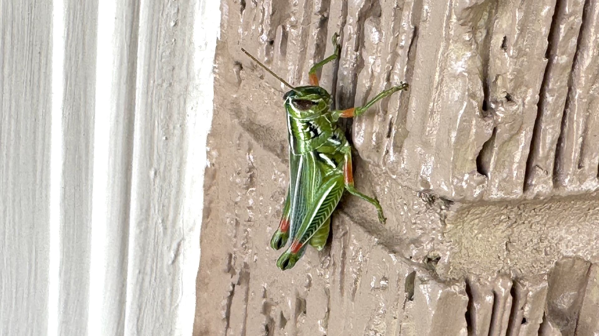 A green grasshopper with red accents clings to a textured brown wall next to a white door frame.