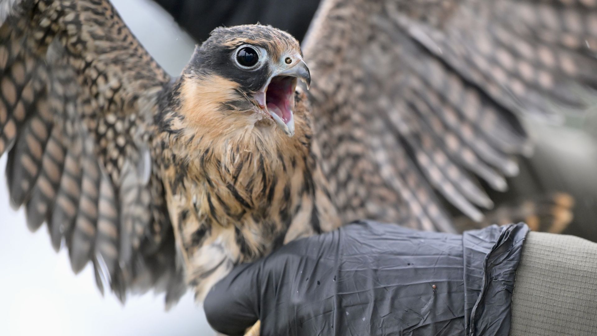 Orphaned falcon chicks are examined and cared for by veterinary staff at a wildlife facility in Düzce, Turkey.