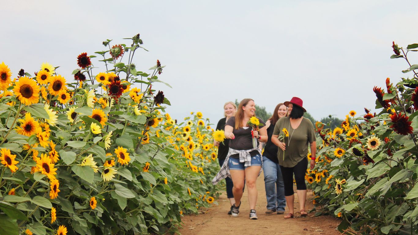 Where to pick sunflowers in Colorado this summer