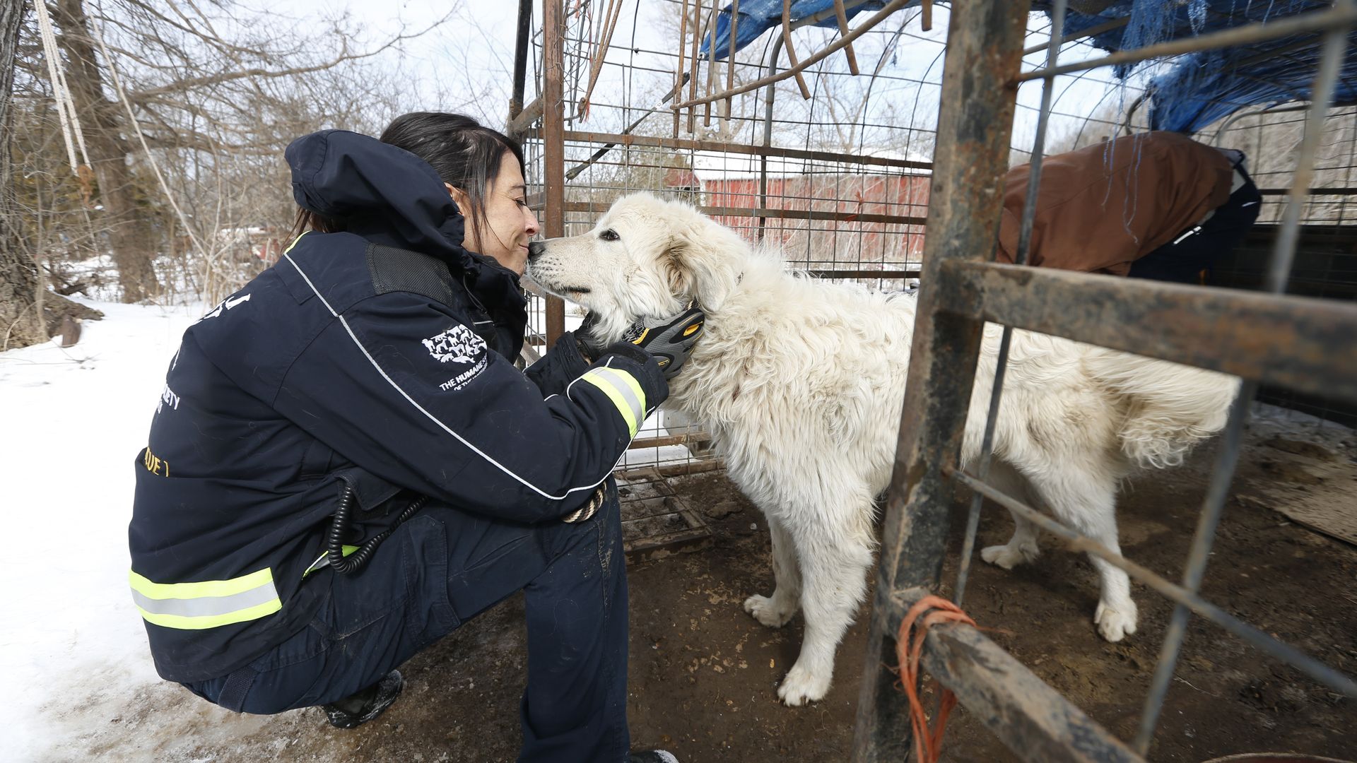 A dog is rescued from a puppy mill
