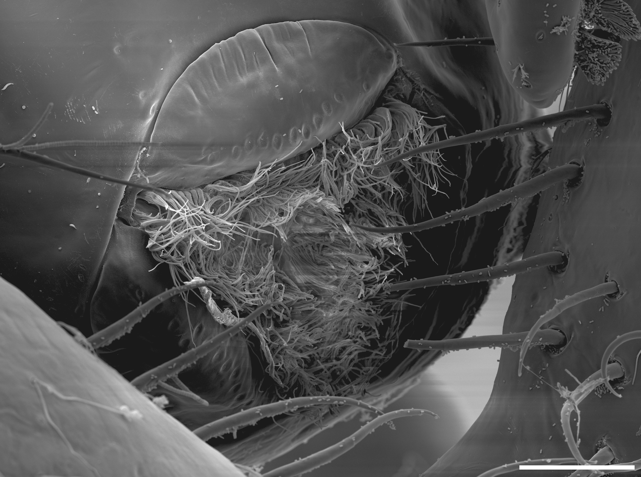 The three-lipped, tendril-filled mouth of the Callipallene pilosuspedes at 30 micrometres. Photo: Cormac Toler-Scott.