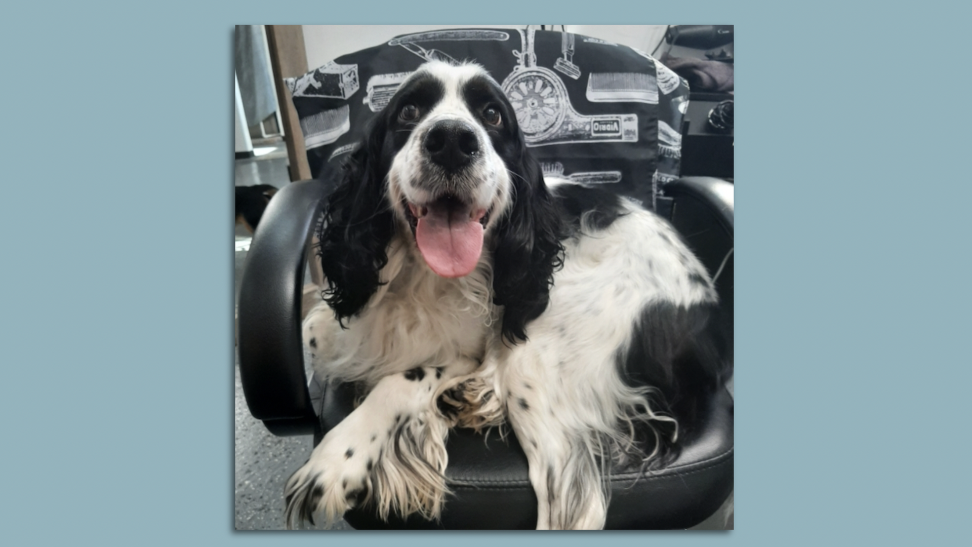 a cocker spaniel sitting on a chair