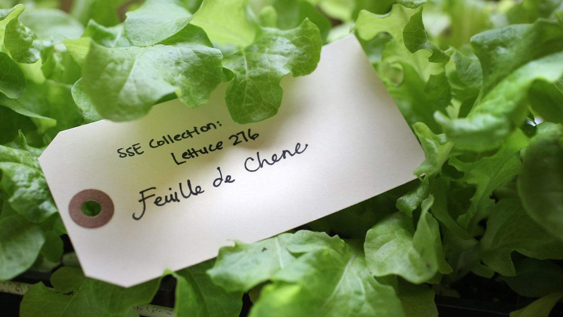 A photo of lettuce.