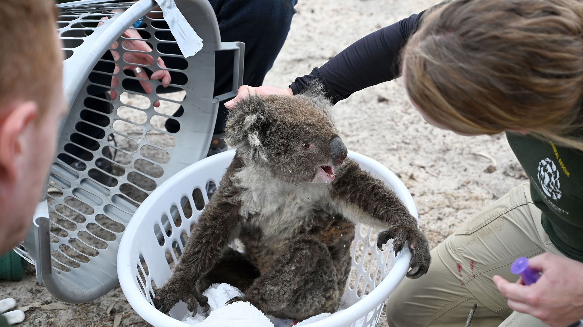 Humane Society International Crisis Response Specialist, Kelly Donithan (R) checks an injured Koala she just rescued on Kangaroo Island on January 15