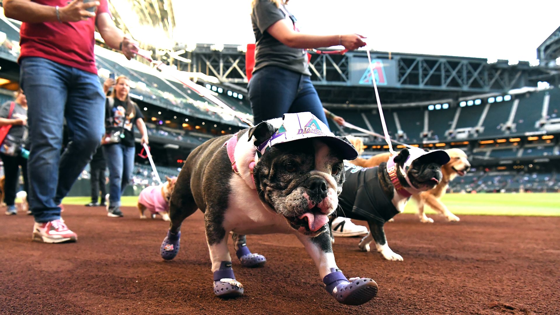 Center bulldog wearing a white and purple visor and purple booties walks on dirt at a baseball stadium; other dogs and people on leashes are in the background.