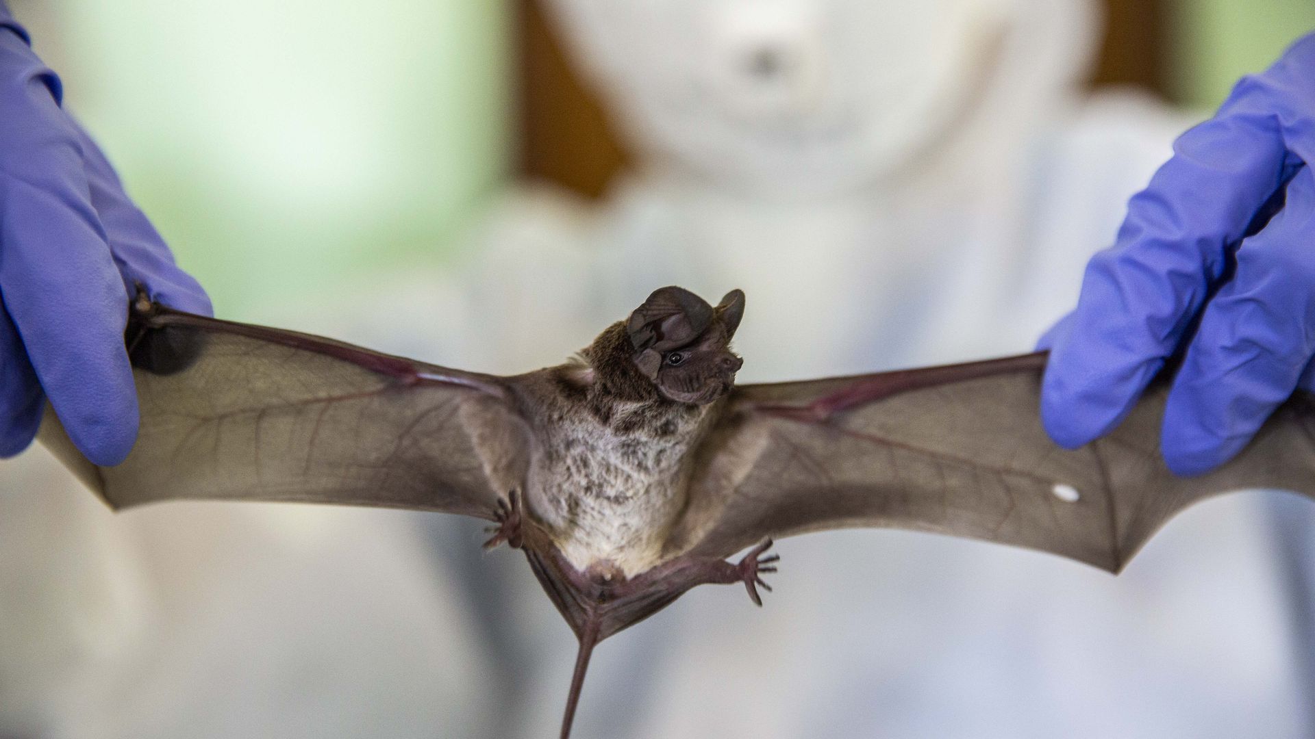 A researcher holds up a wrinkle-lipped free-tailed bat in Thailand.