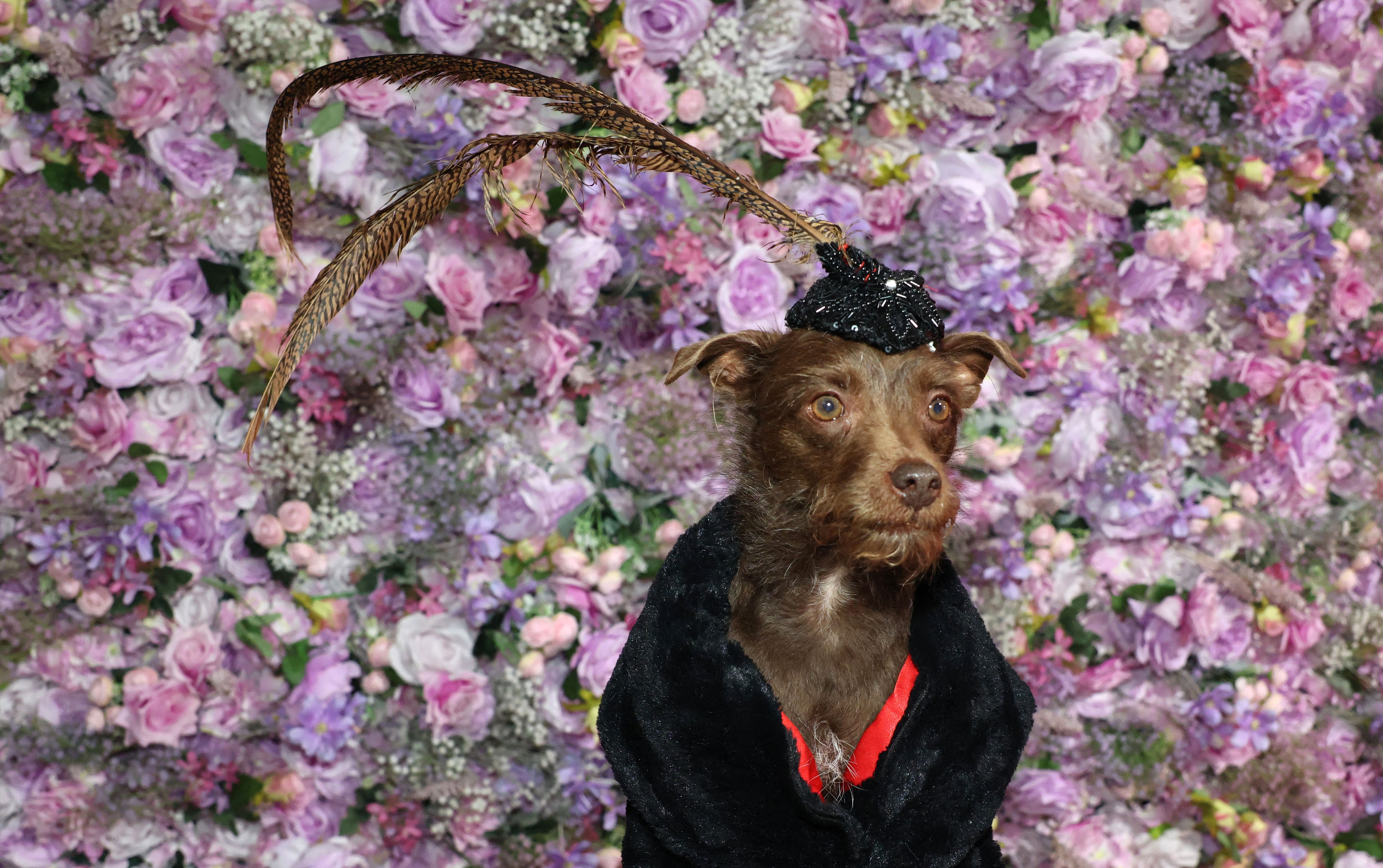 Dog surrounded by flowers at a pet fashion event