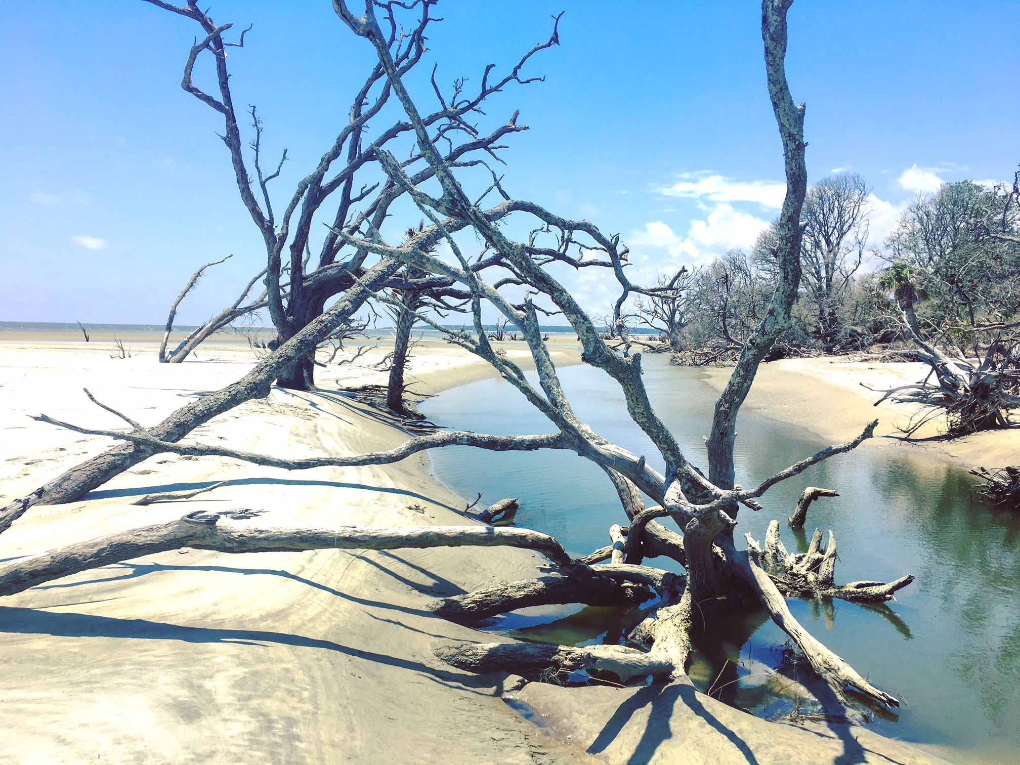 A photo of a tangle of bare trees in a tidal pool on a barrier island beach