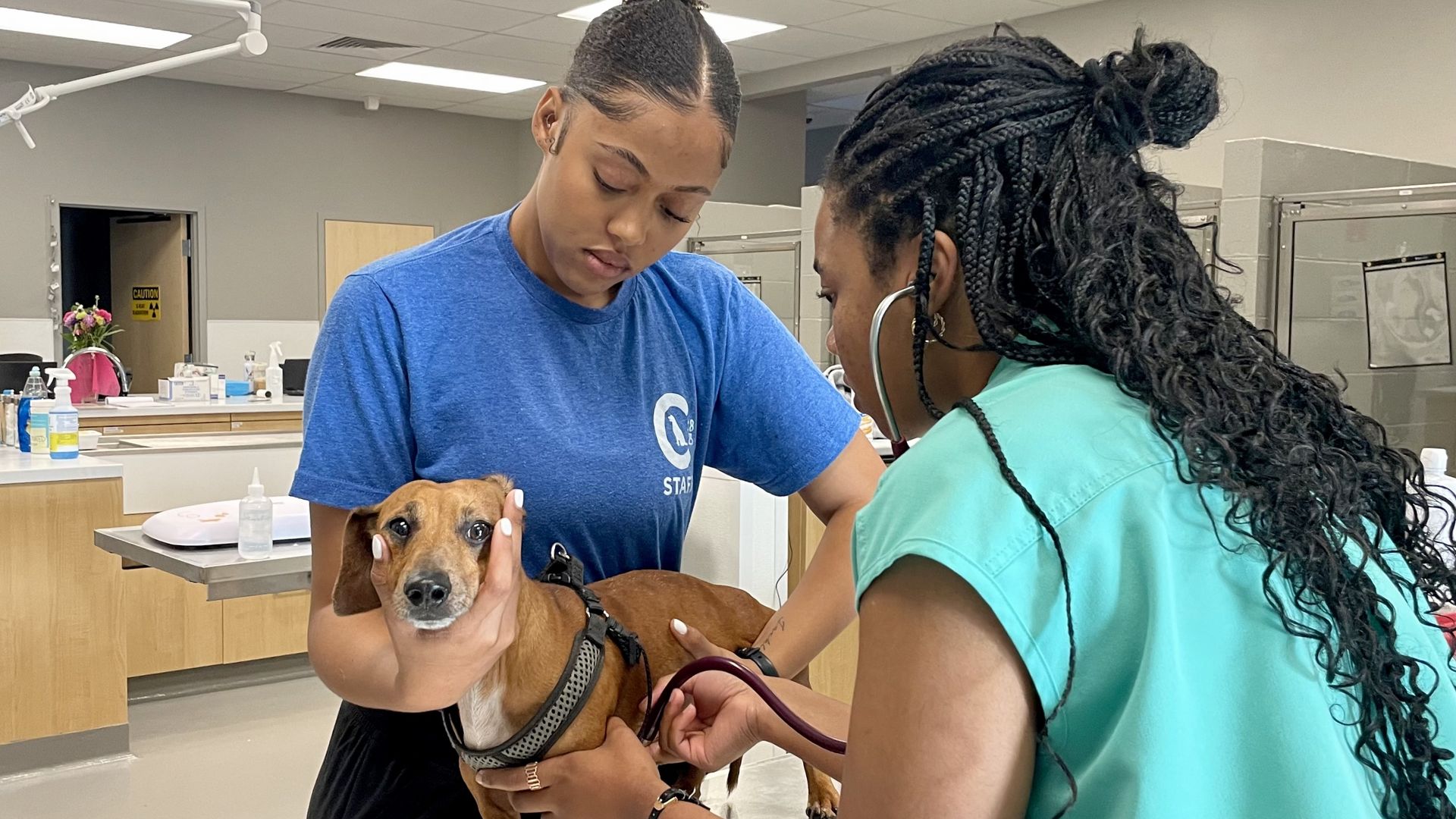 Two veterinary assistants listen to a small brown dog's heart with a stethoscope 