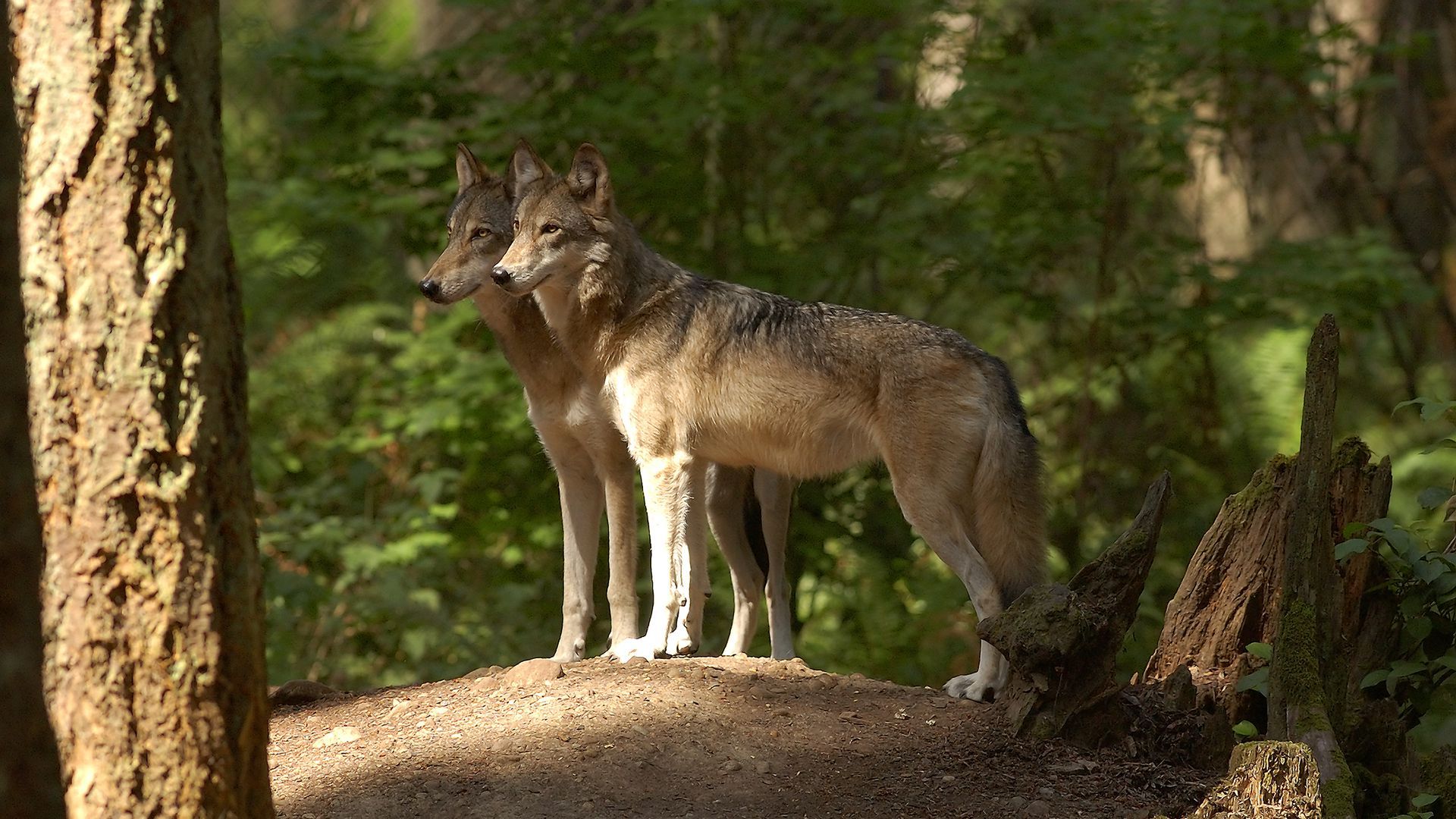 Two gray wolves stand in a clearing amid a forest of green trees.