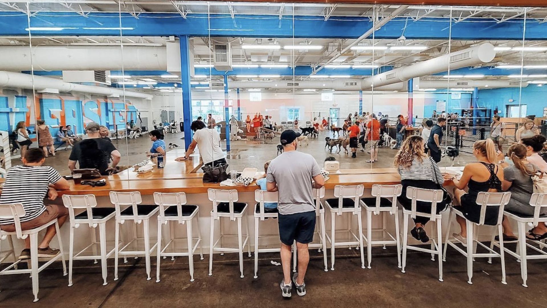 An indoor dog park.