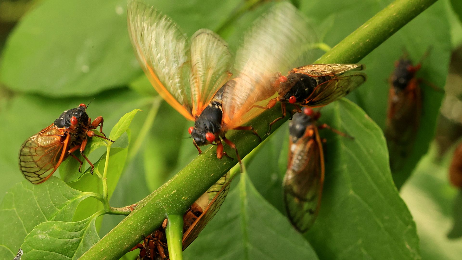 A female cicada clicks its wings while deciding on a mate in Burtonsville, Maryland, in 2021.