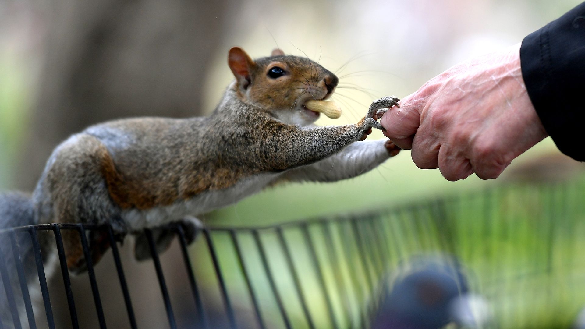 A photo of a squirrel.