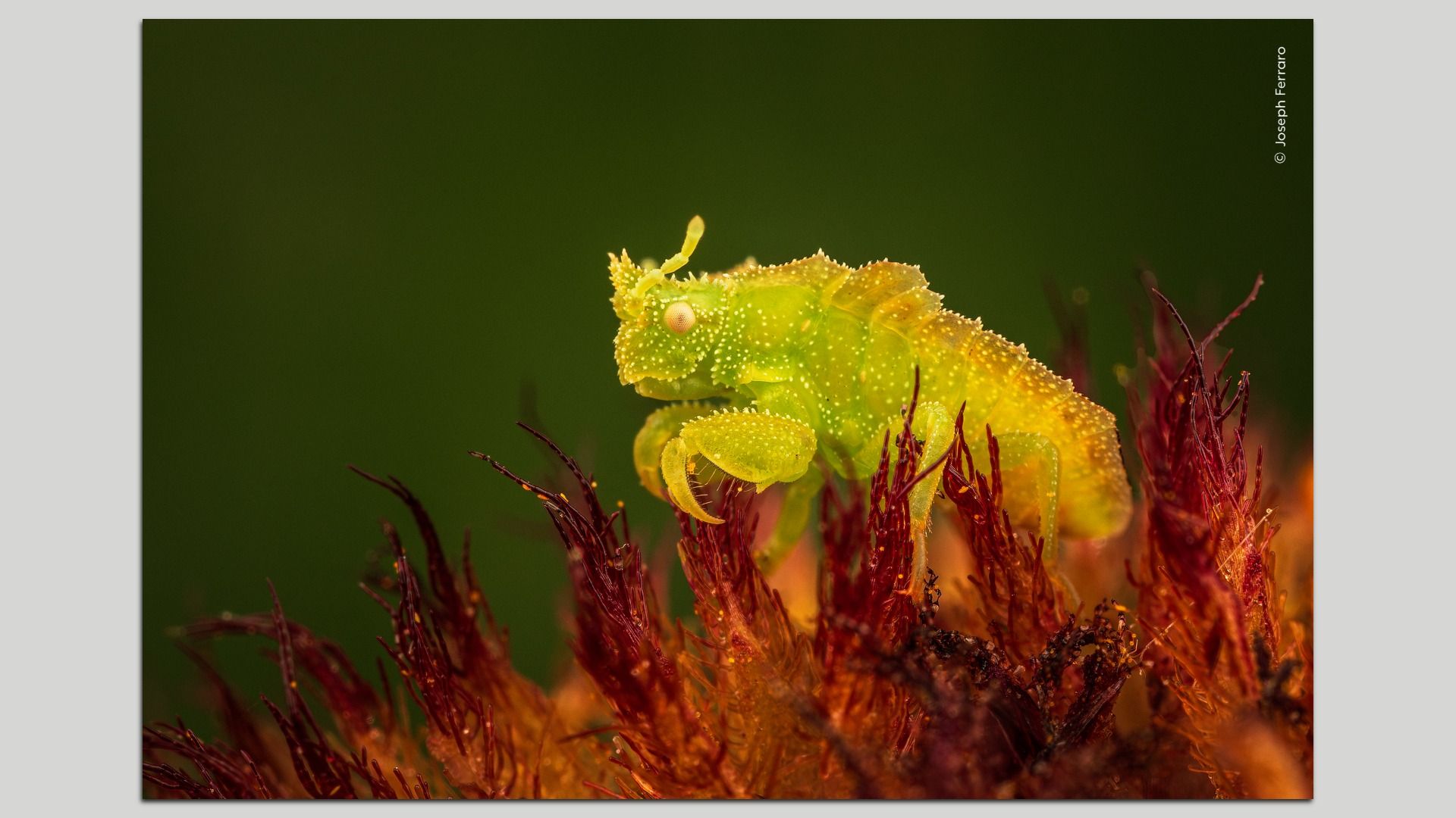 Joseph Ferraro's "Ready to Pounce" photograph, which shows an ambush bug nymph as it remains motionless in a flower, waiting for prey to wander within reach.