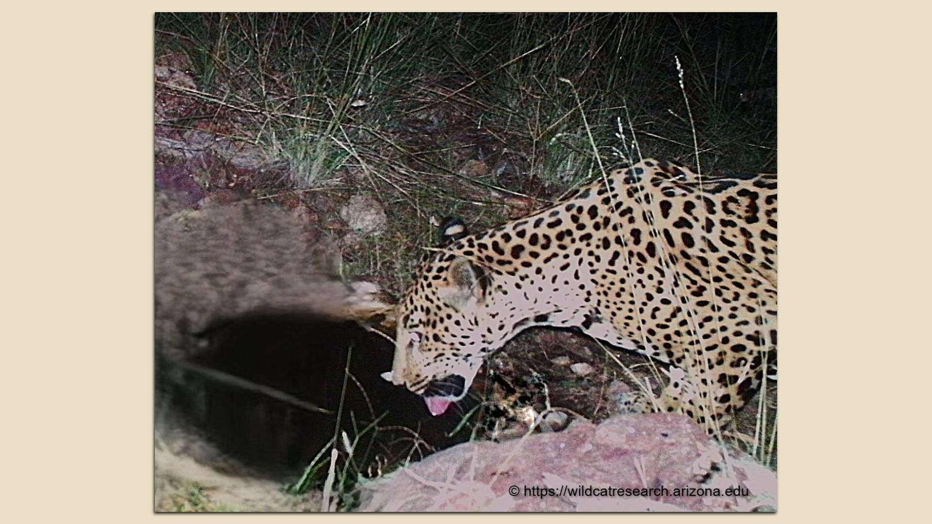 Spotted jaguar with tongue out drinking water at night from a small dark water source surrounded by grass and rocks.