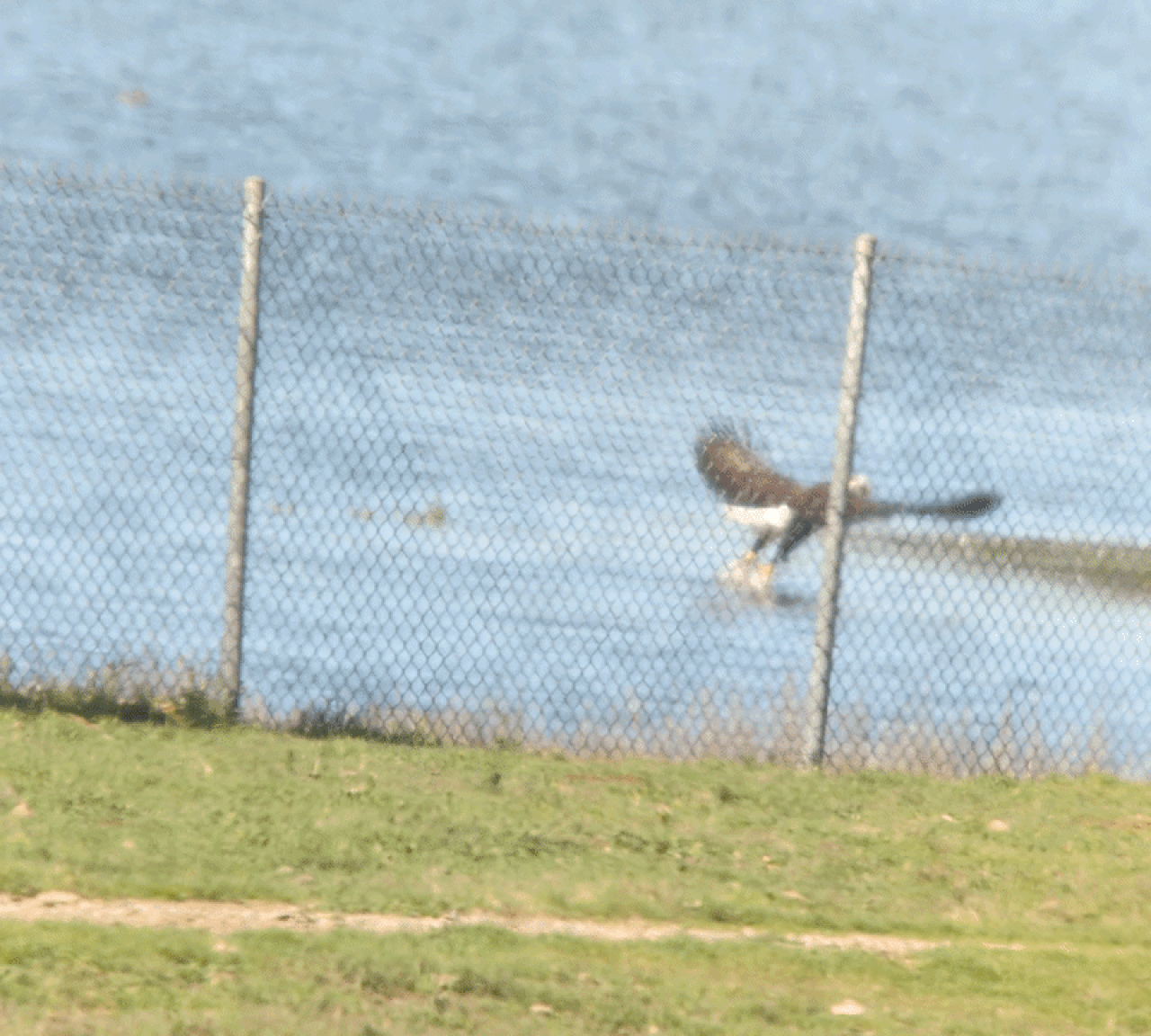 Blurry image of a chain-link fence along a grassy shoreline; a bird with outstretched wings flies near the water behind the fence, under a blue sky.