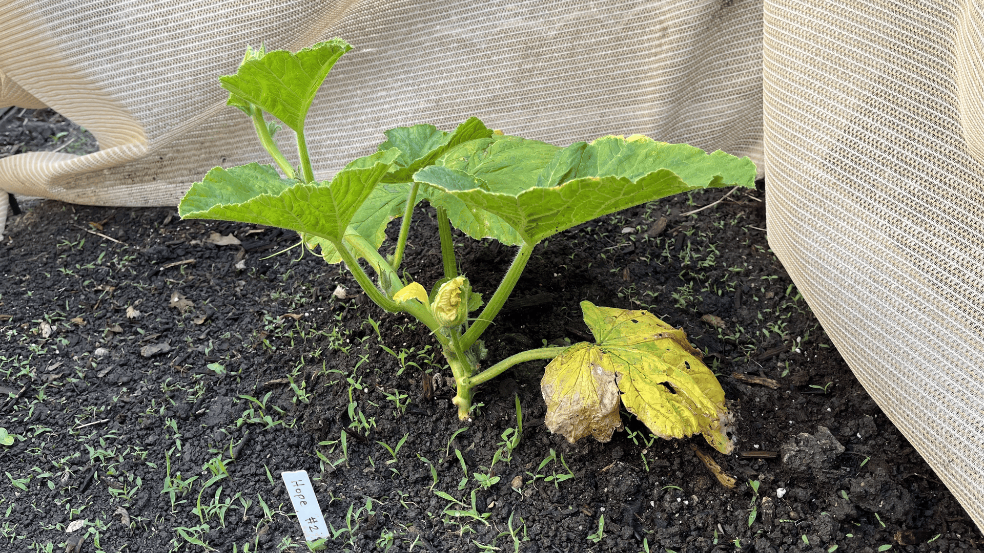 A gif showing a giant pumpkin steadily growing a longer vine.