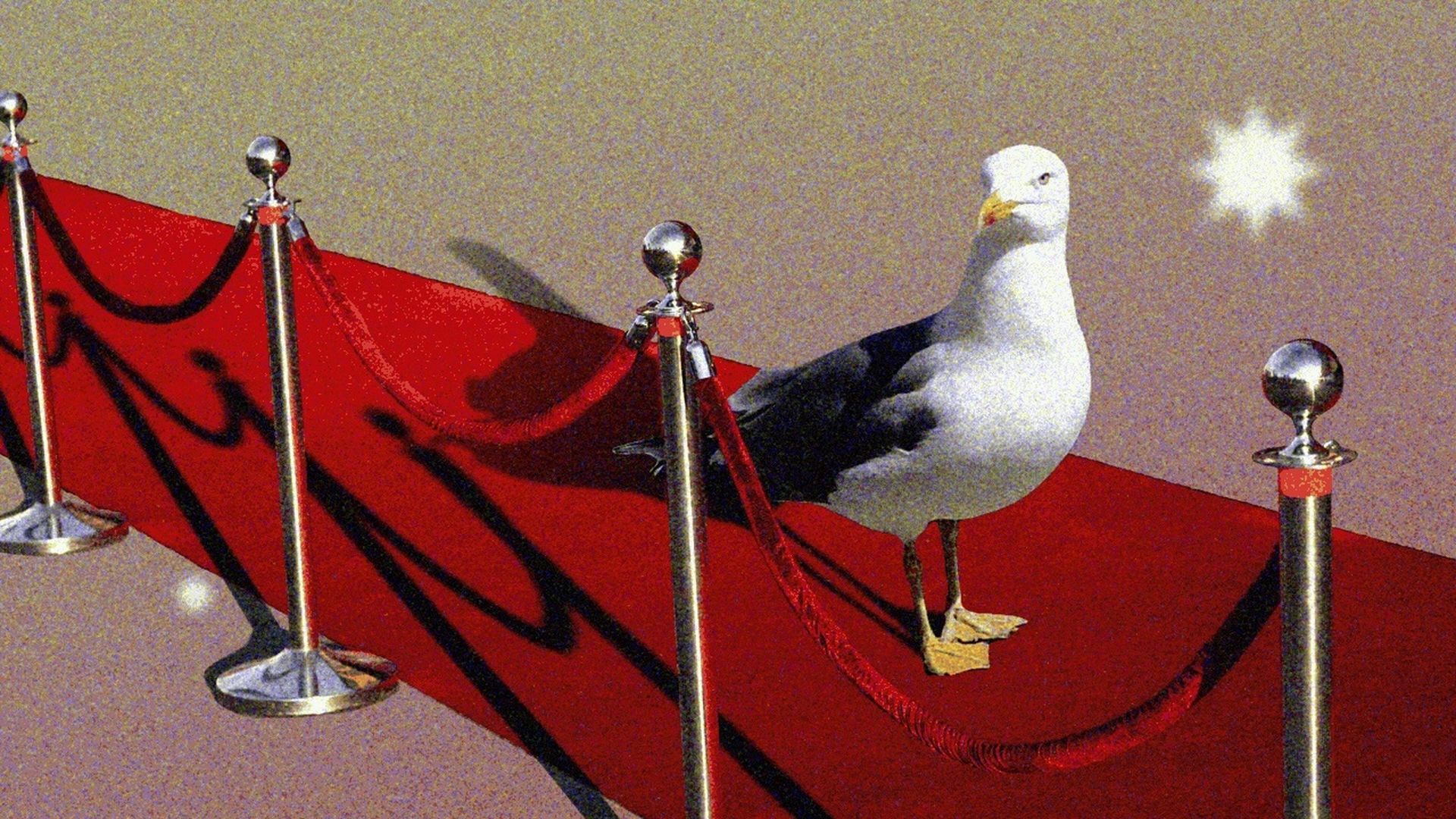 A seagull standing on a red carpet bordered by silver stanchions with red velvet ropes, under bright lighting, casting distinct shadows on the ground.