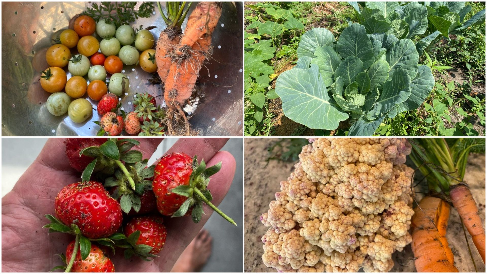 Scenes from Ben's garden