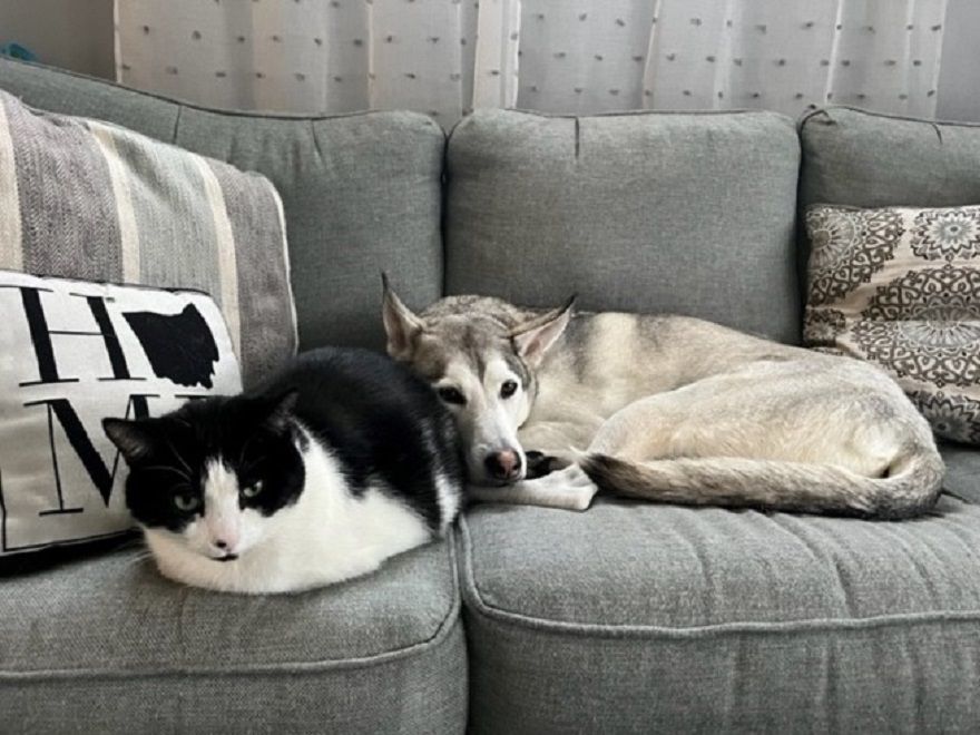 A dog and cat on a couch.