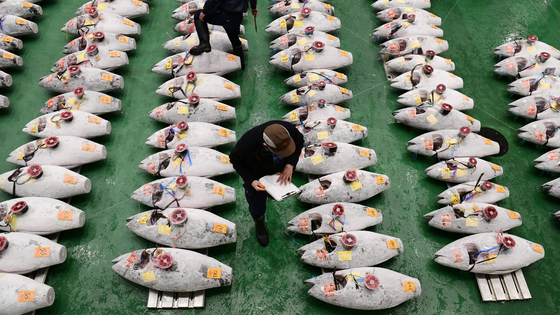 Photo of a judge examining frozen tuna at the Tsukiji fish market in Tokyo