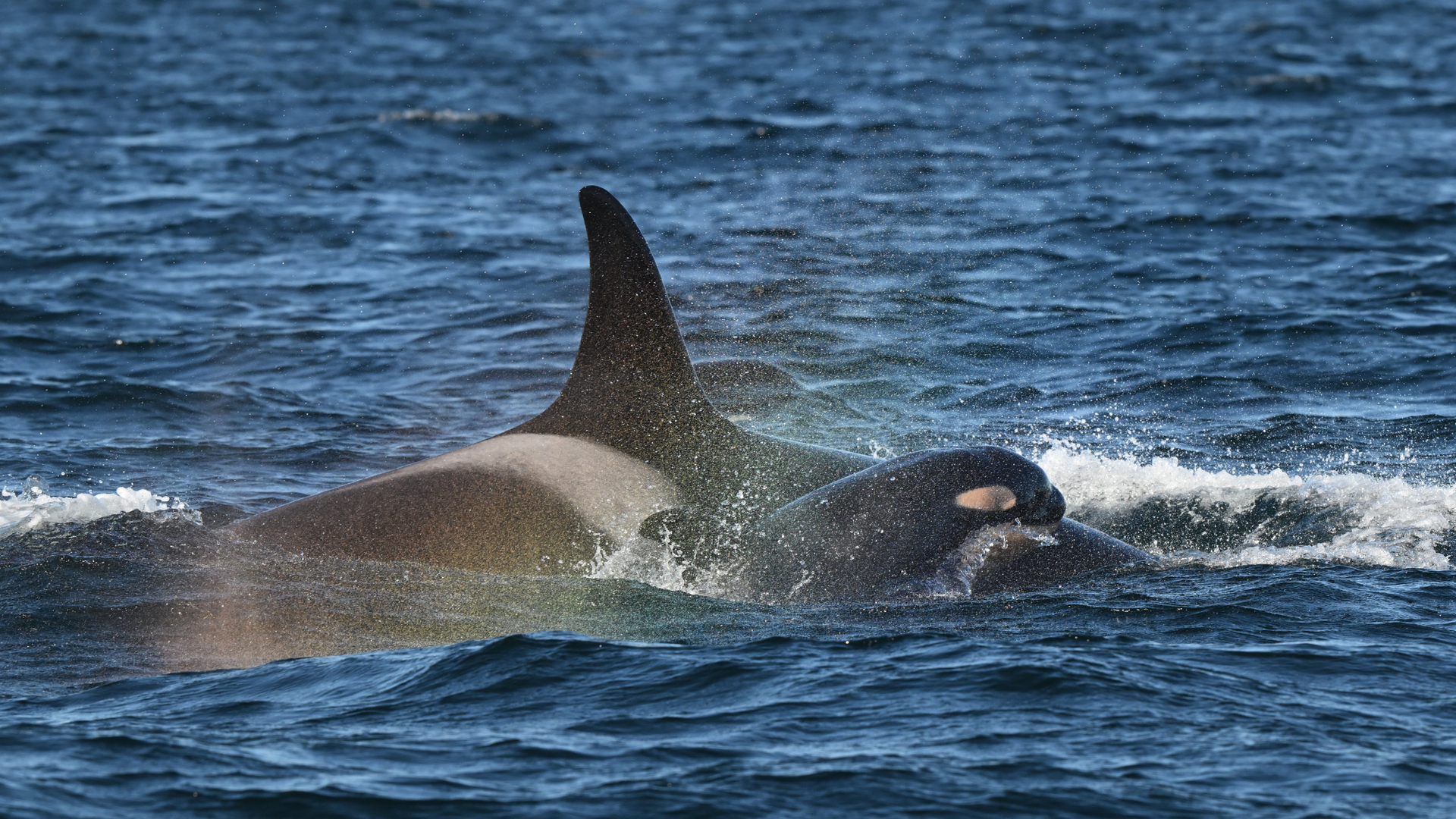 Photo: Courtesy of the Center for Whale Research/NMFS/NOAA permit 27038