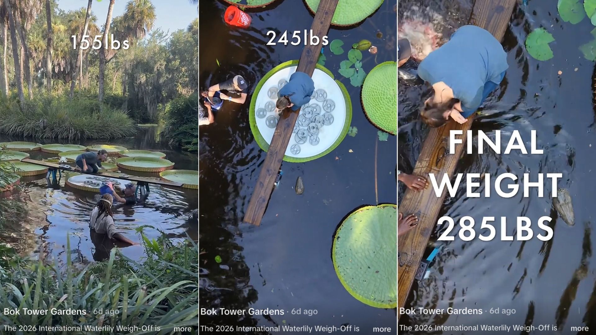 Three-panel shot from Bok Tower Gardens of a waterlily weigh-off: left 155 lbs in a pond, middle 245 lbs on a circular platform, right final weight 285 lbs with people on a plank.