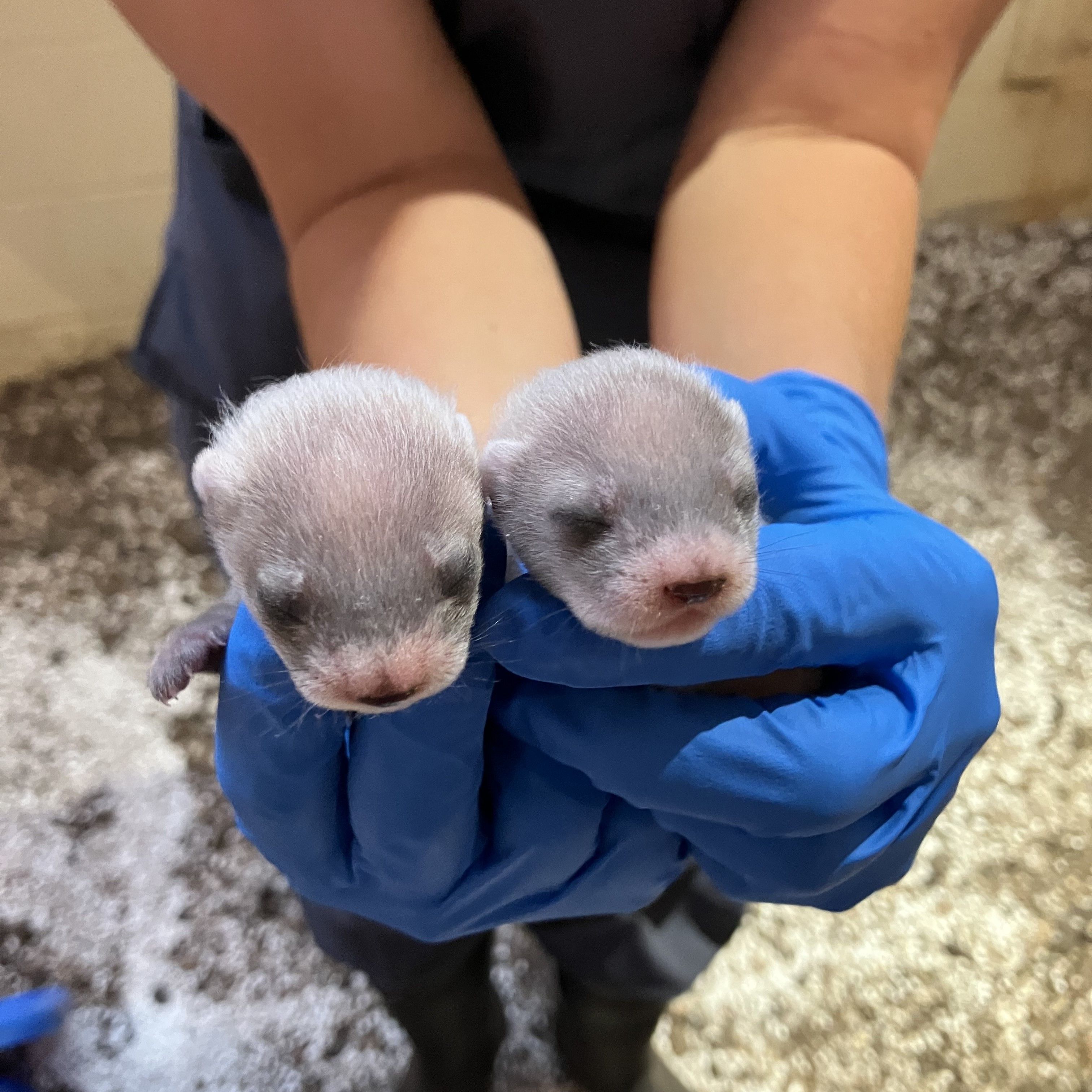 A pair of hands in blue gloves holding baby ferrets.
