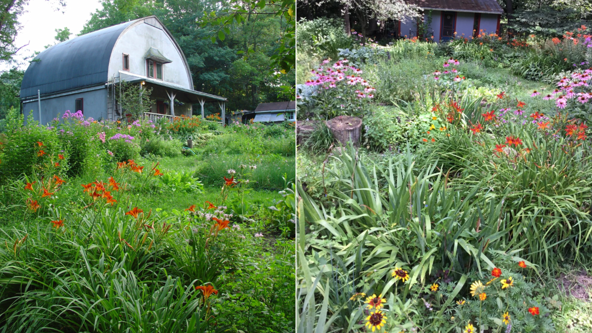 Wildflowers at Onion Creek Farm