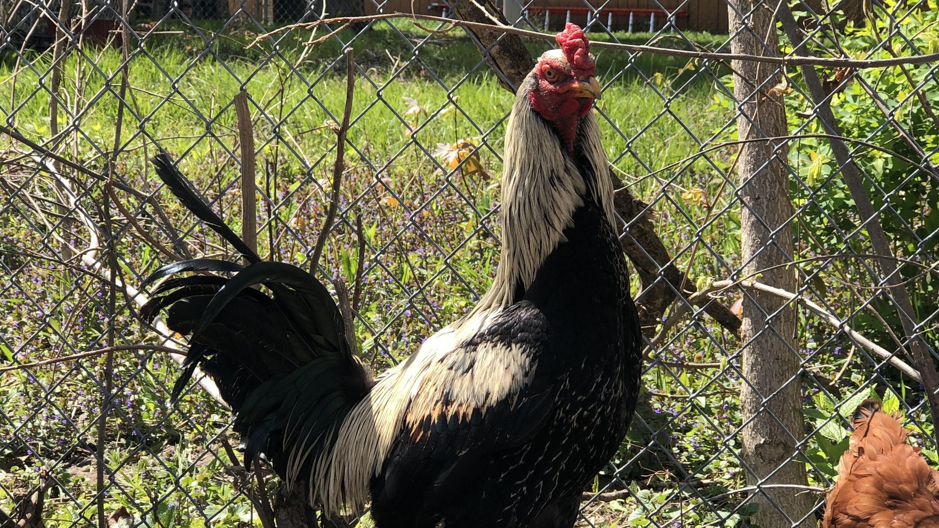 A photo of a rooster.