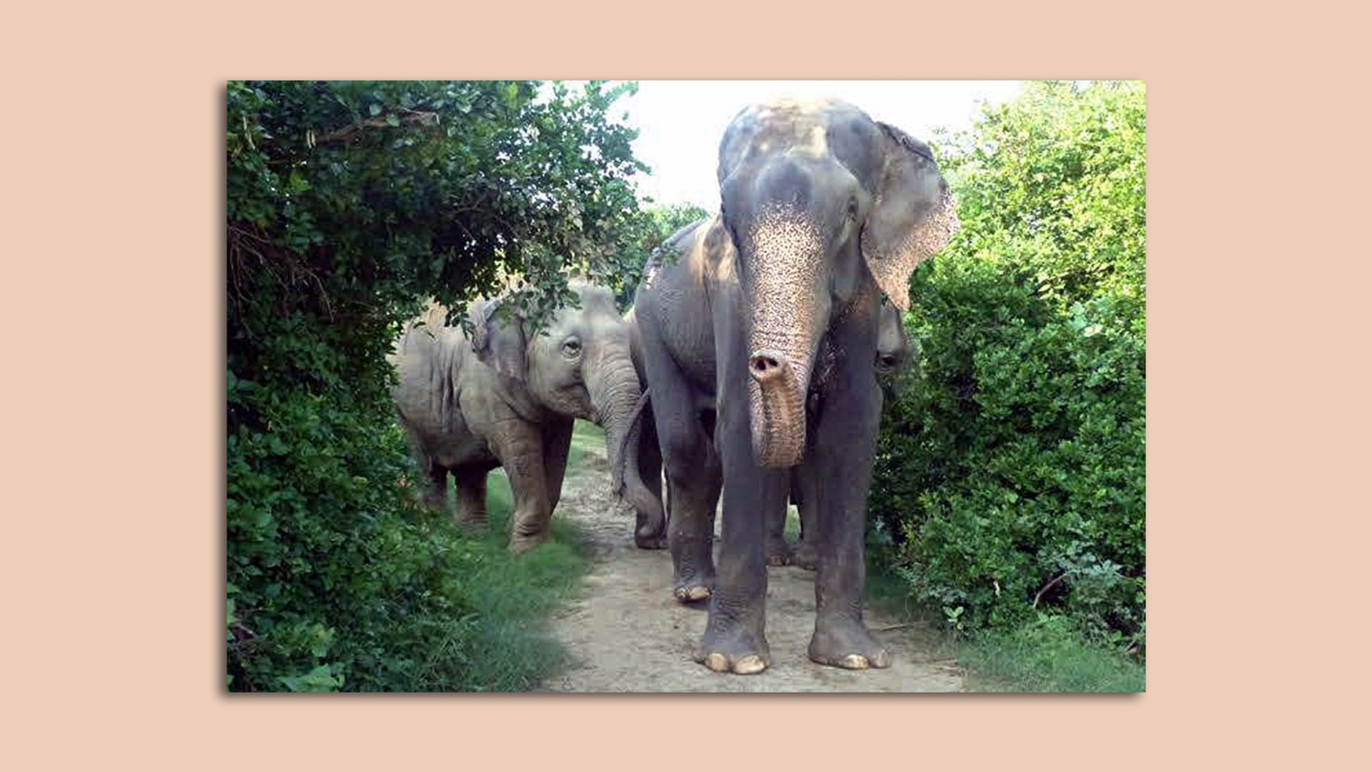 A tuskless elephant