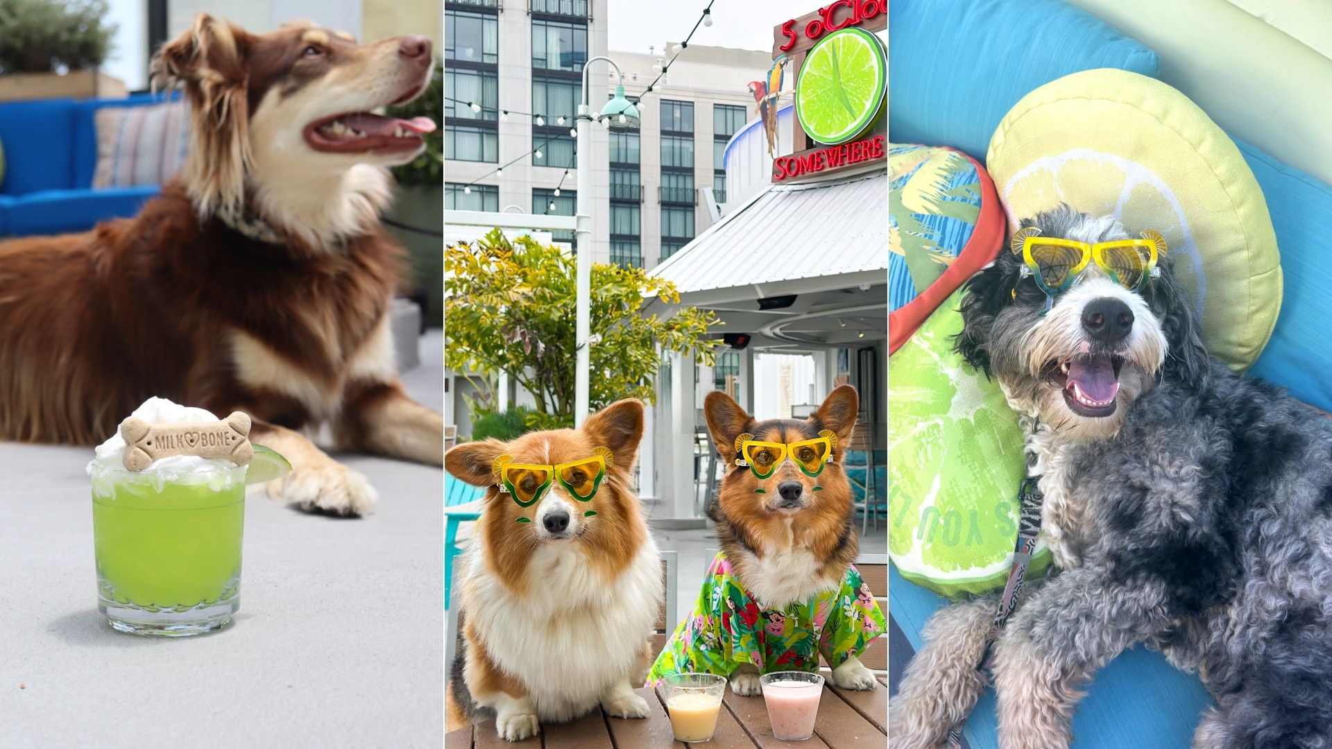 Triptych of dogs in summer: left a brown-and-white dog with a lime drink; middle two corgis wear yellow sunglasses outdoors; right a dog in yellow shades on a blue pool float with a lime pillow.