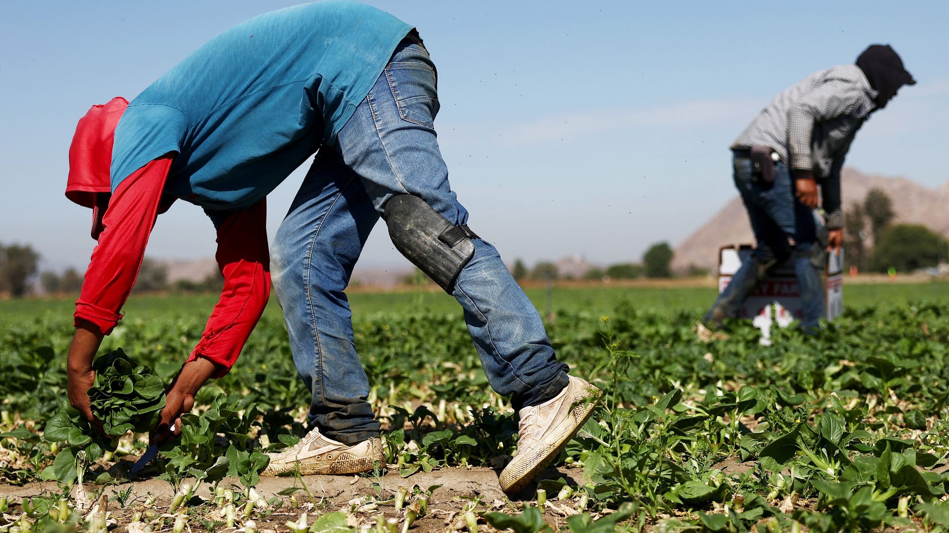 People wearing protective clothing while gathering produce on a farm near Hemet, California, in August 2023.