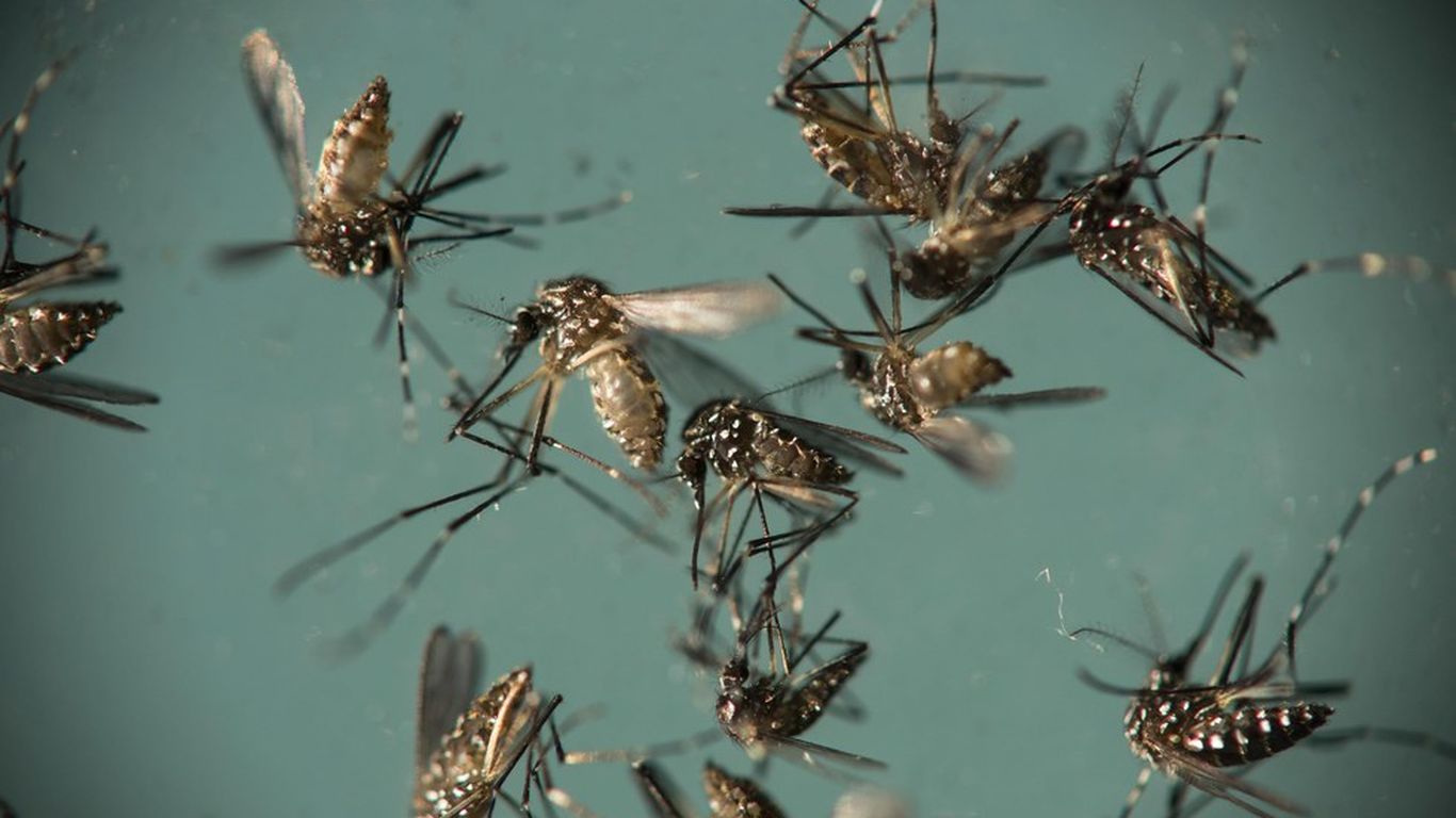 Zika causes birth defects regardless of trimester