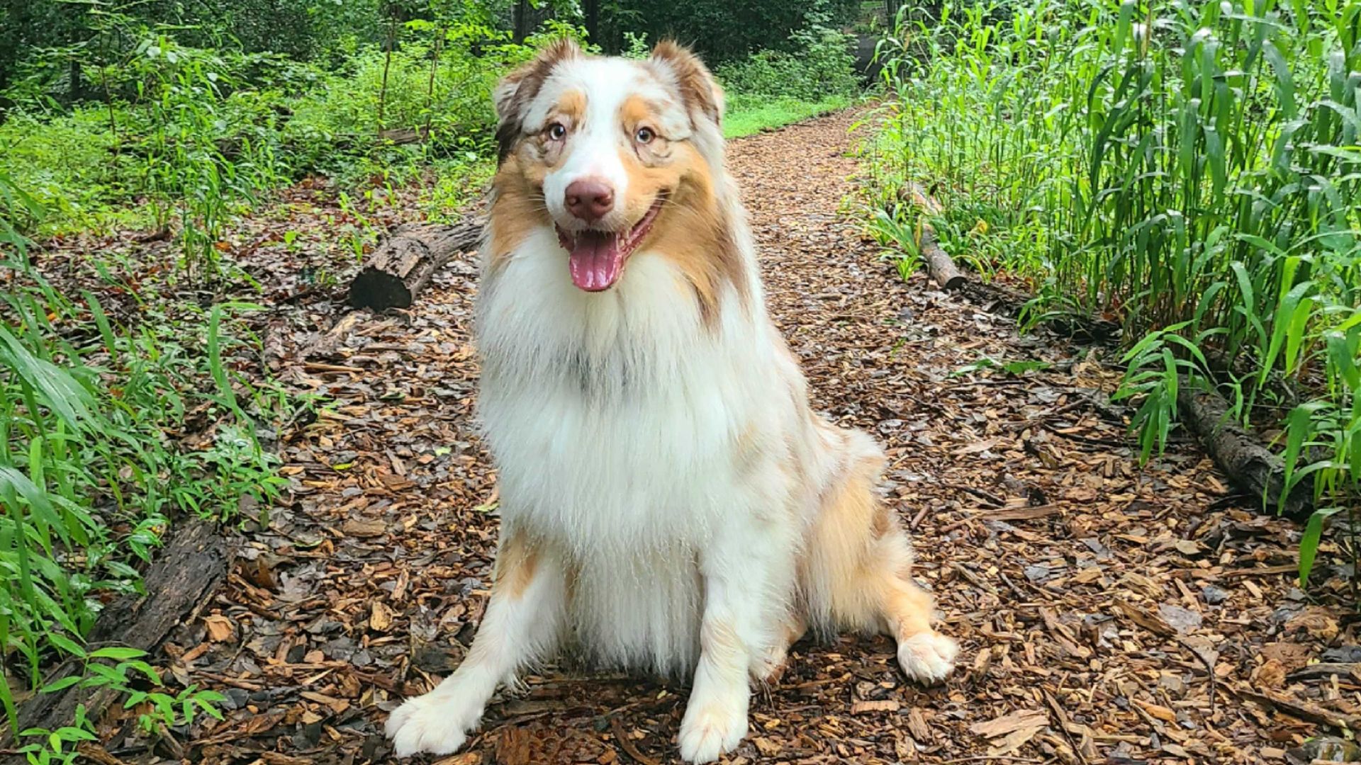 Kirby the Australian Shepherd sits on a wooded hiking trail