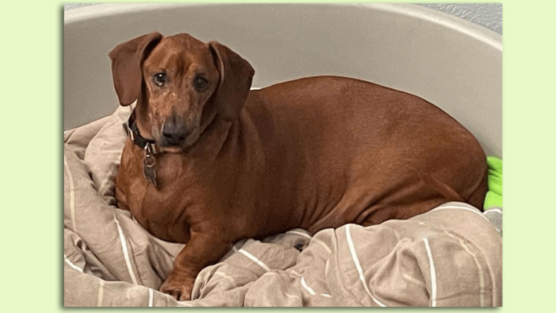 Chuck the chunky dachshund