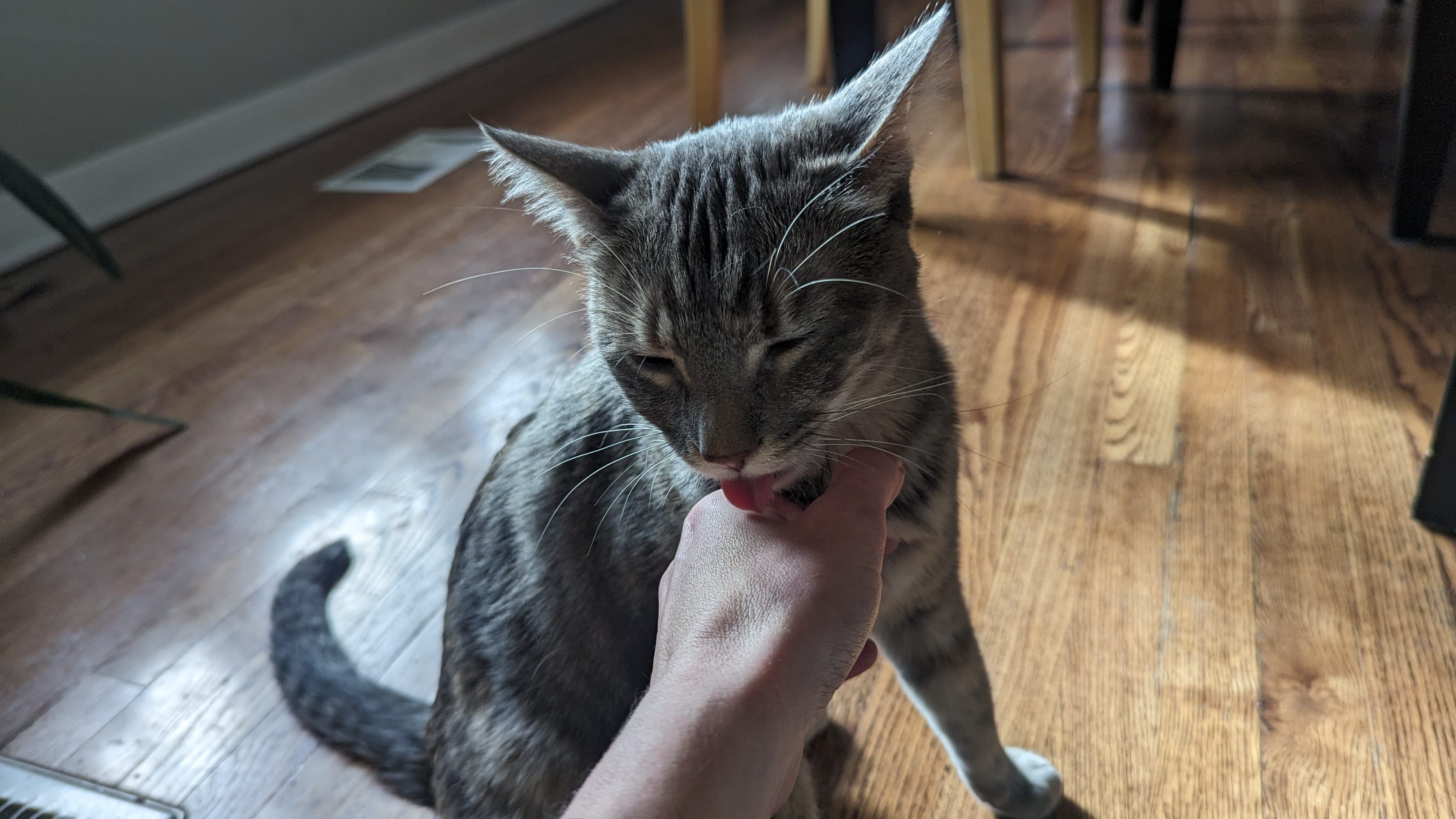 A grey striped cat licks a person's hand.