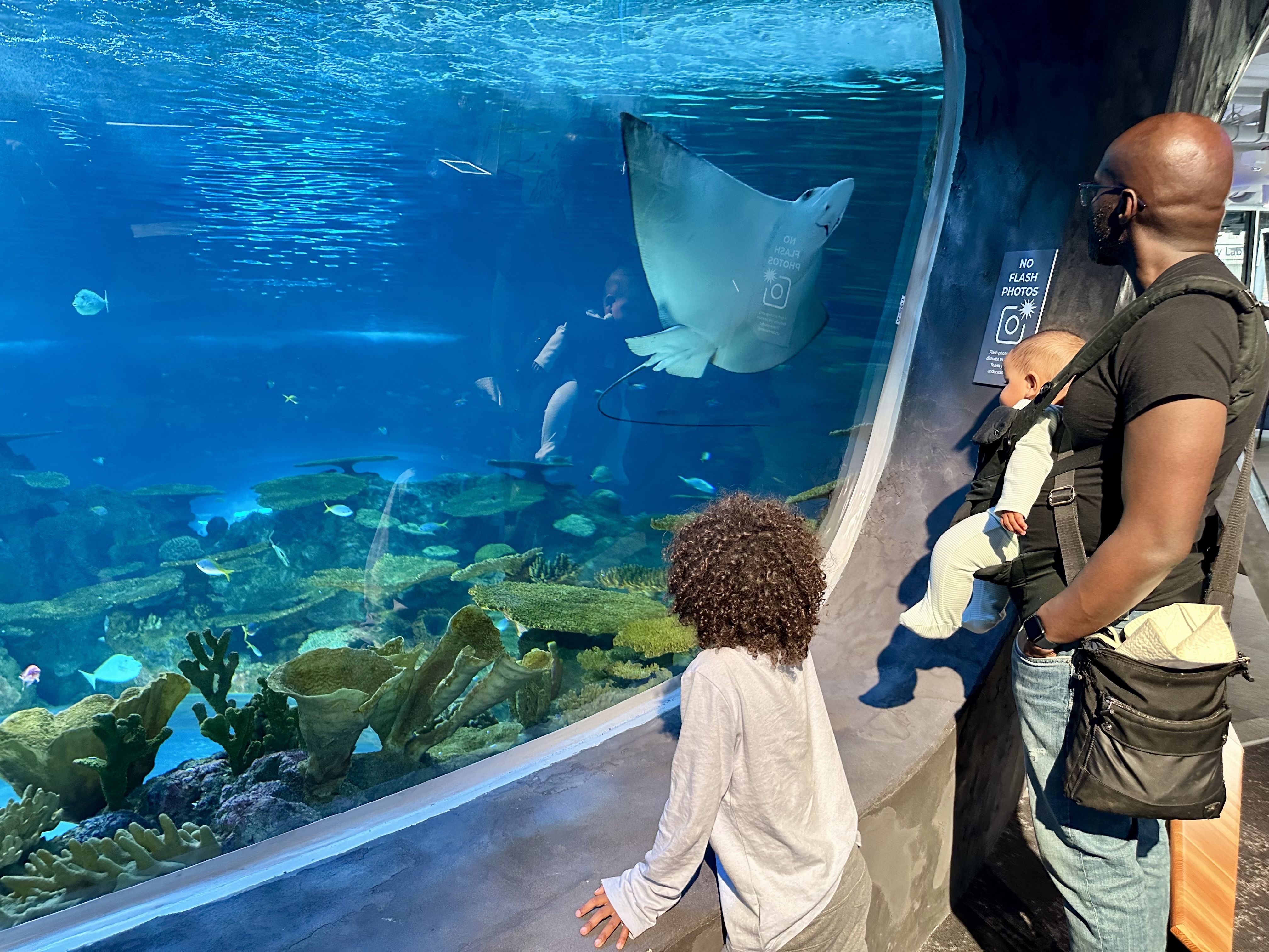 A curly haired boy and a man wearing a baby in a baby carrier look through the glass at a reef exhibit featuring a ray just inches from the glass.