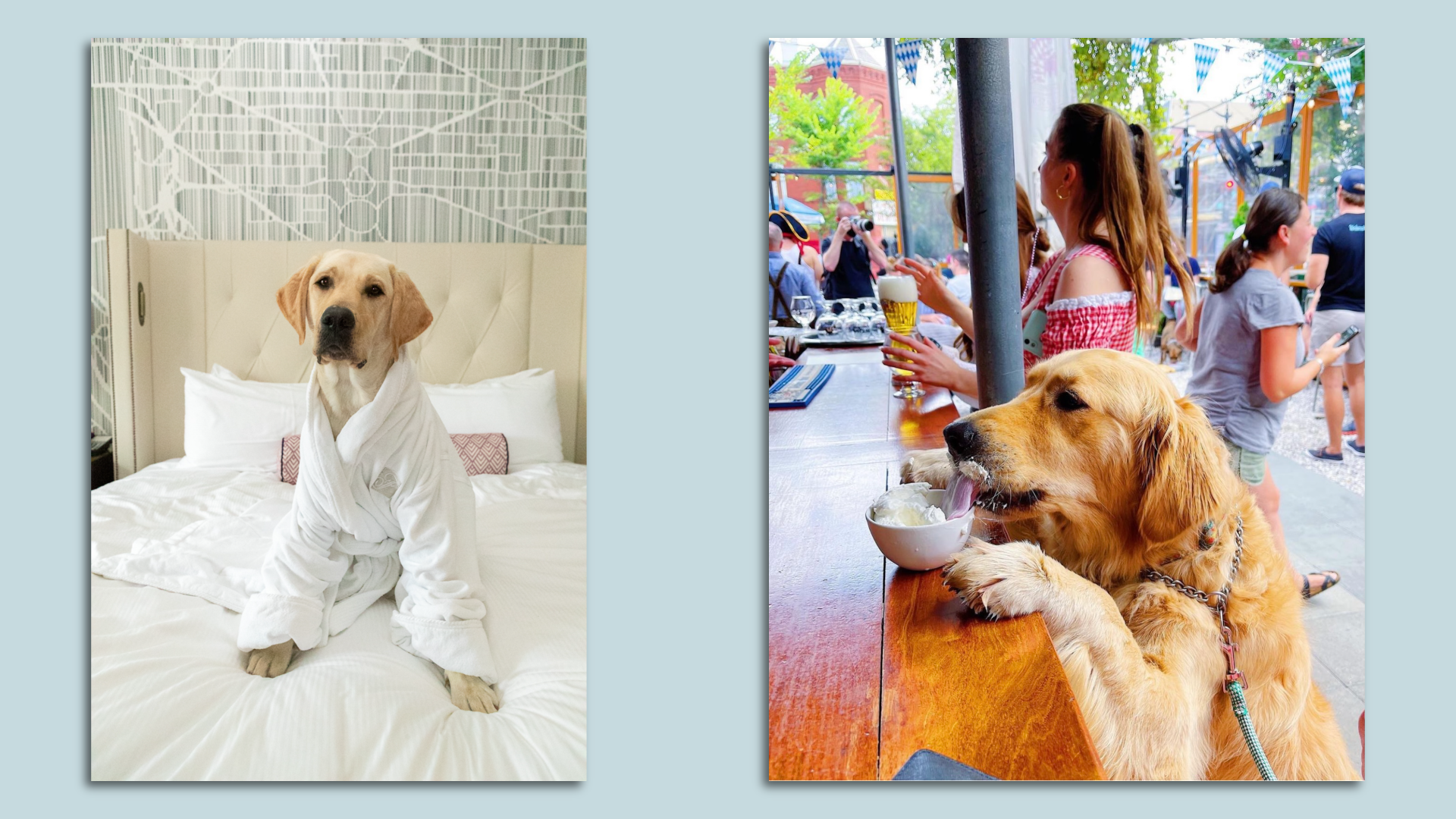 Georgie at the Fairmont (left) and puppucinos at Dacha