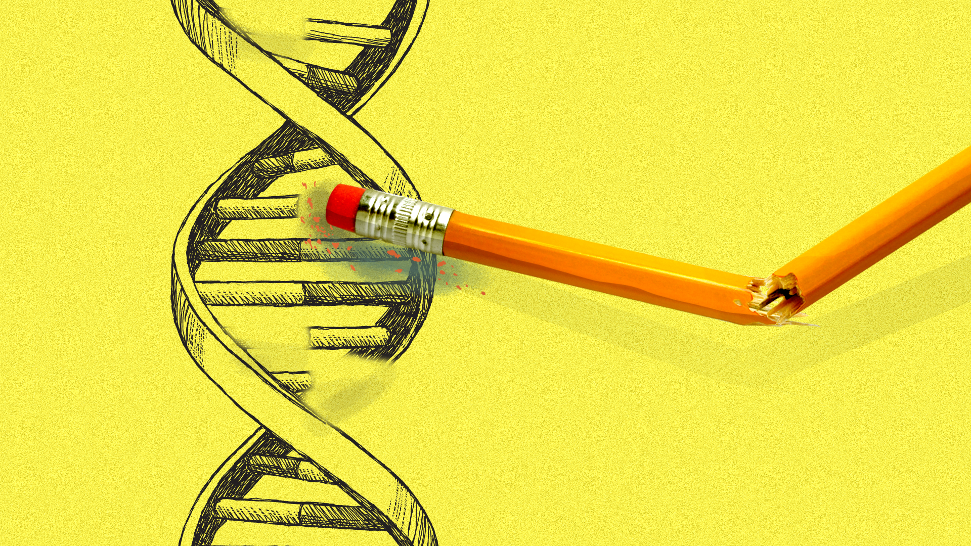 Illustration of a double stranded DNA helix with a broken pencil erasing part of one strand