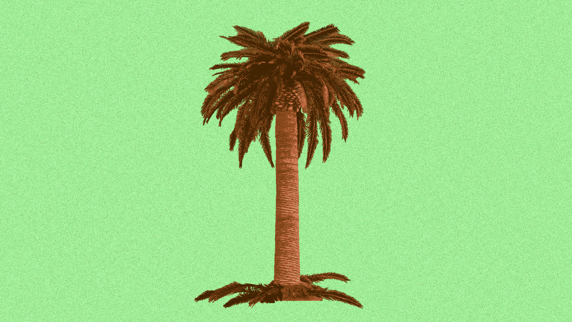 Leaves falling off a Saudi Arabian palm tree