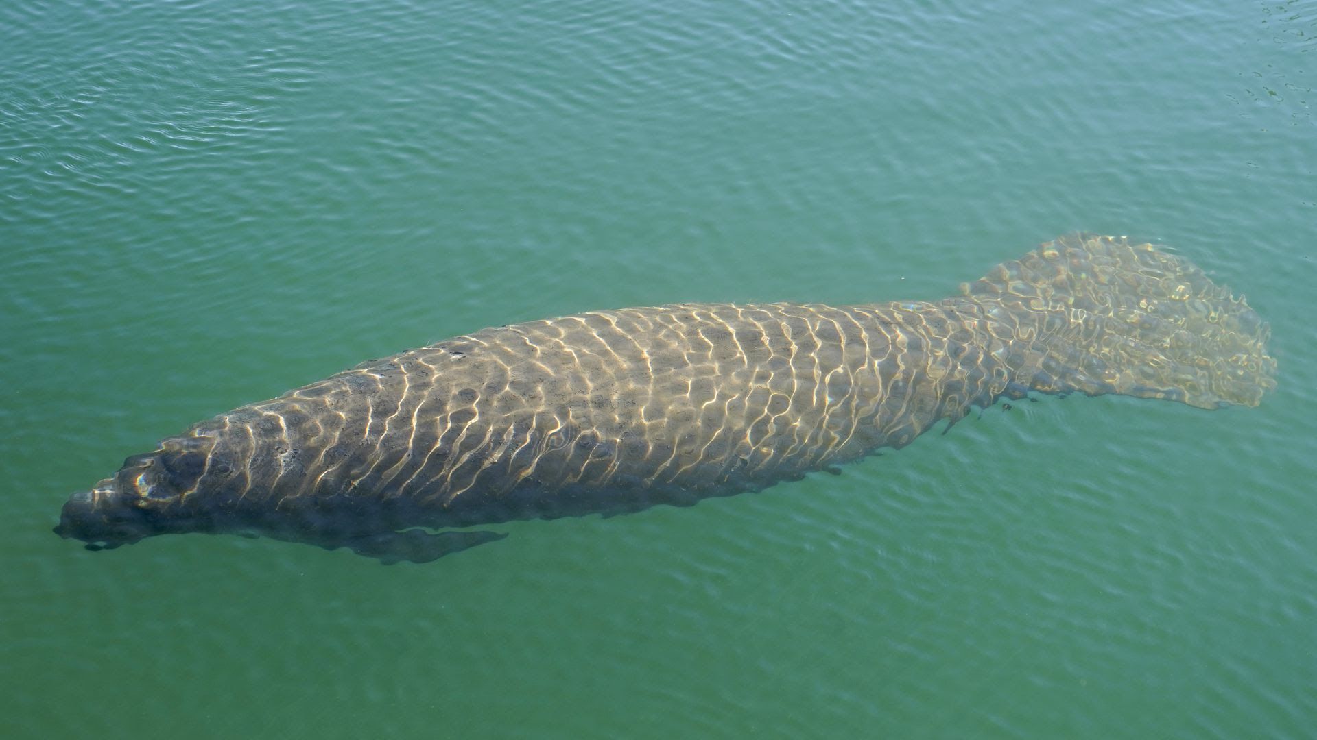 A manatee floats in the warm water of a Florida Power & Light discharge canal on Jan. 31 in Fort Lauderdale. 