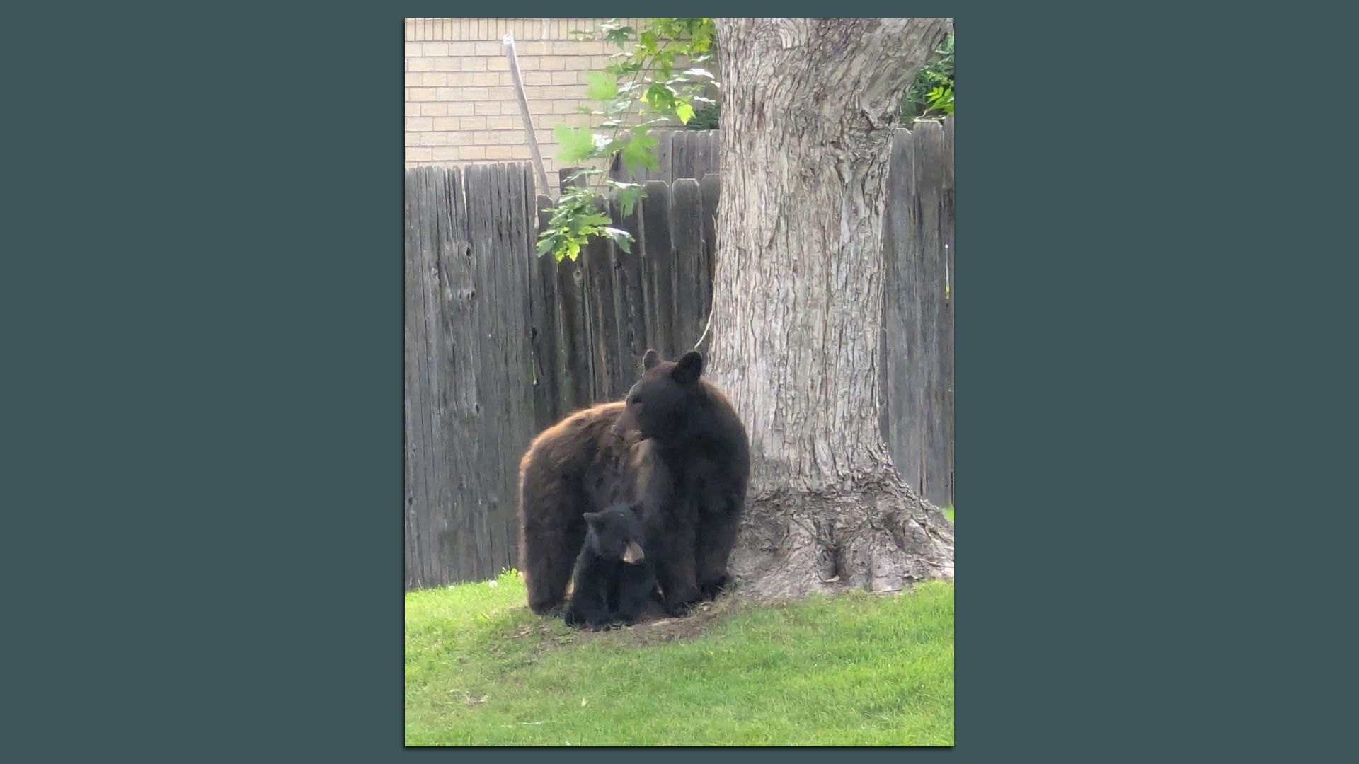 A large black bear with a cub stands at the base of a tree in a yard.