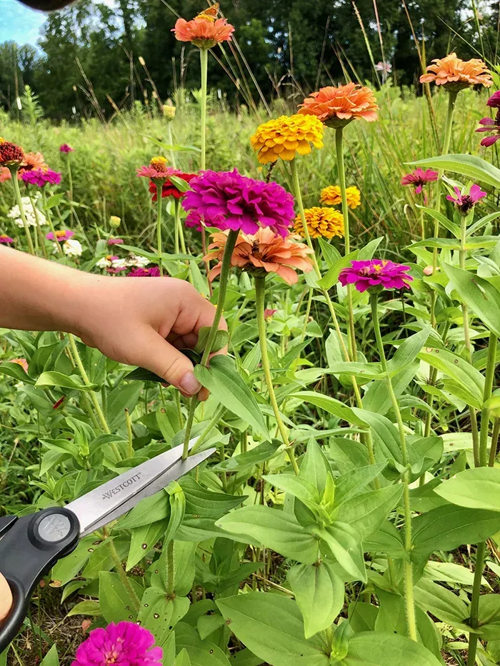 cutting flowers at mclawland farms charlotte