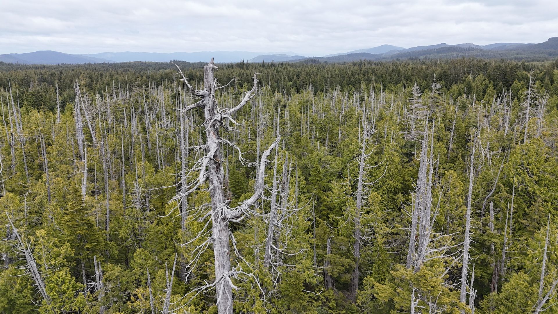 Photo of a forest in Washington State's Olympic peninsula 