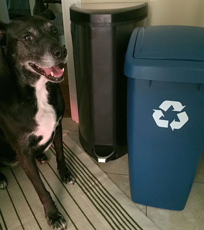 dog-and-a-recycling-bin