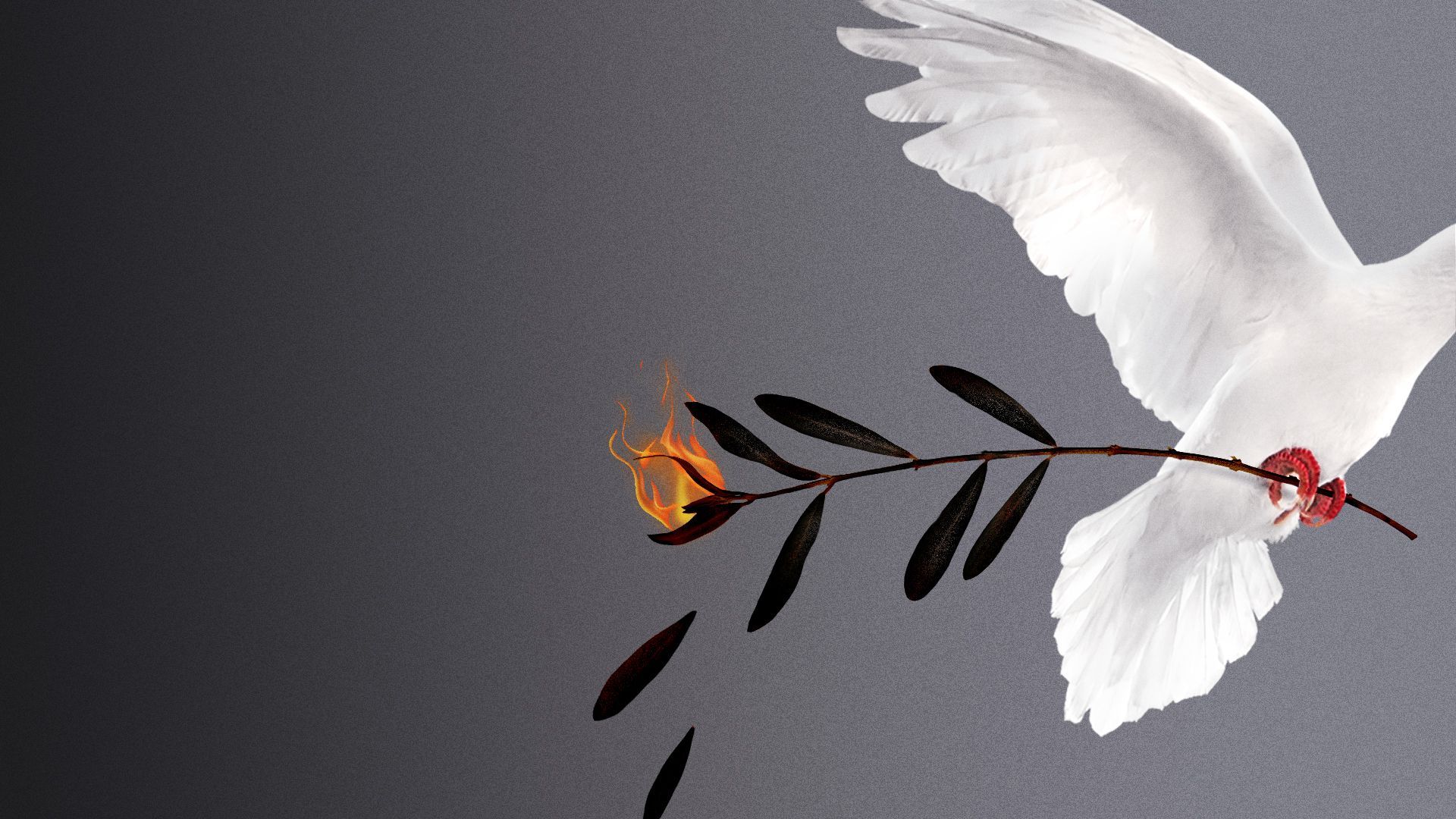 Illustration of a dove with a burning olive branch in its talons.